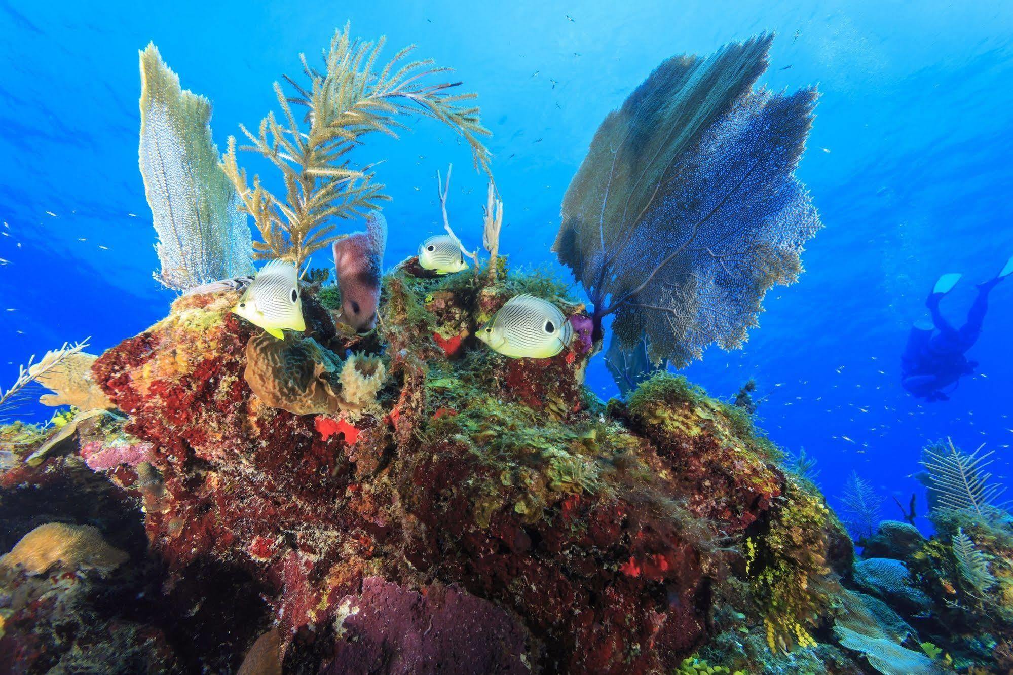 St. George'S Caye Resort Belize City Esterno foto